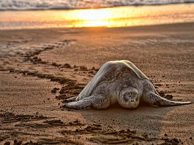 costa_rica_turtles_000