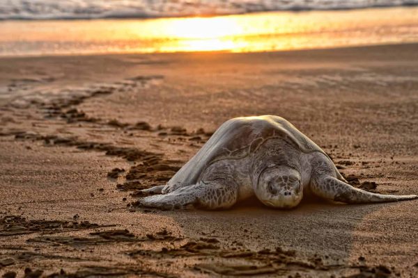 costa_rica_turtles_003