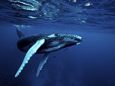 whales in costa rica
