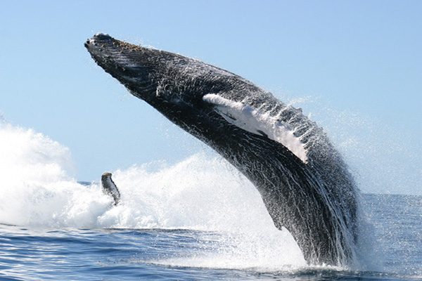 costa_rica_whales_002